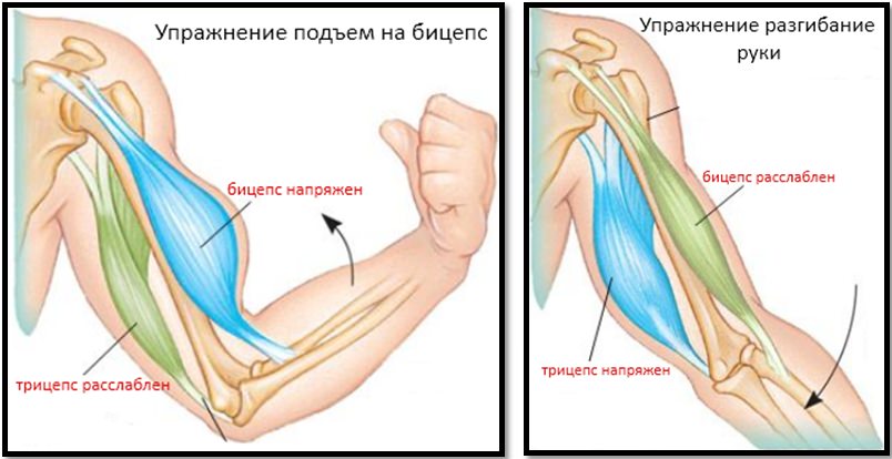 Анатомическое строение мышц рук