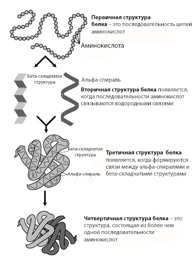 Виды белковых структур