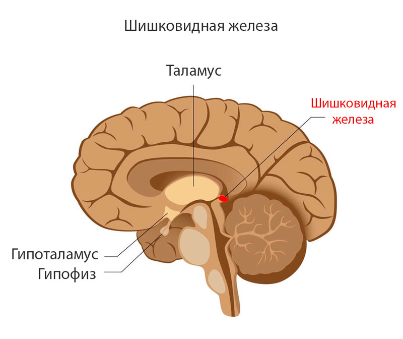 Влияние мелатонина на мозг