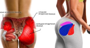 Анатомическое строение ягодичных мышц
