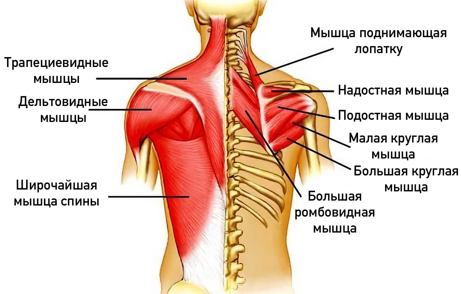 Строение поверхностных мышц спины